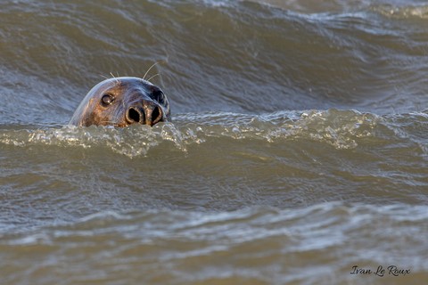 Je suis observé... Phoque Gris - 2019    Ivan Le Roux  Photographie animalière berck sur mer 