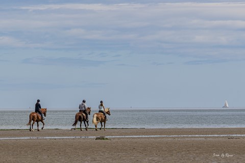 Cavaliers sur la plage de Villerville (14)