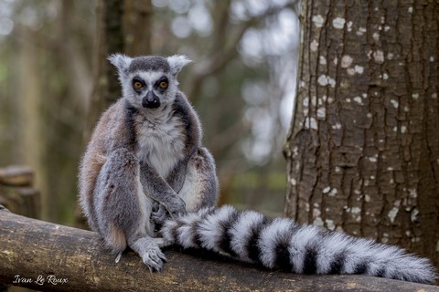 Zoo de Cerza Lémurien de Madagascar (Maki Catta) - 2020