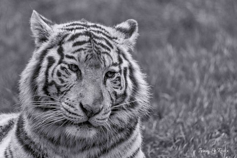Tigre Blanc - Cerza 2020