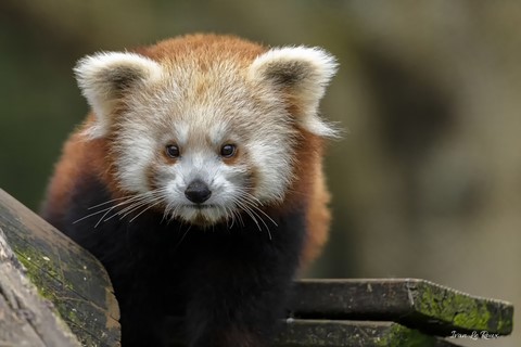 Panda Roux Zoo de Cerza 2020